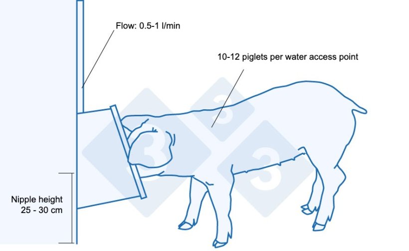 Recommendations for drinkers for recently weaned piglets.